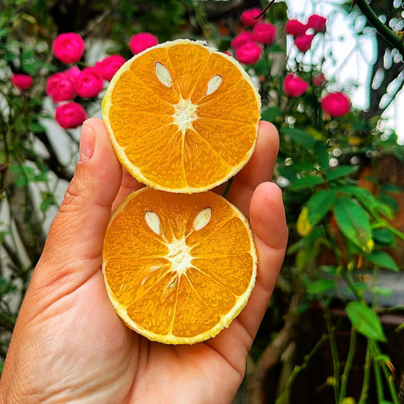 Imagem Fruto da Laranja Lima C&eacute;u
