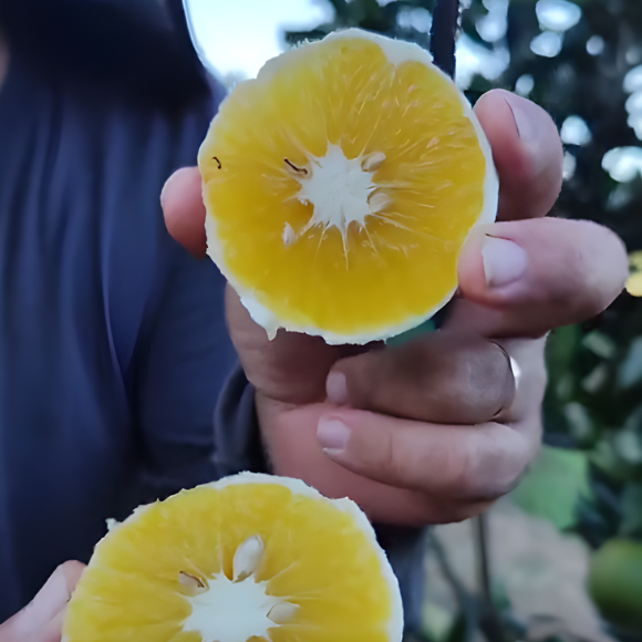 Imagem Fruto da Laranja Lima C&eacute;u