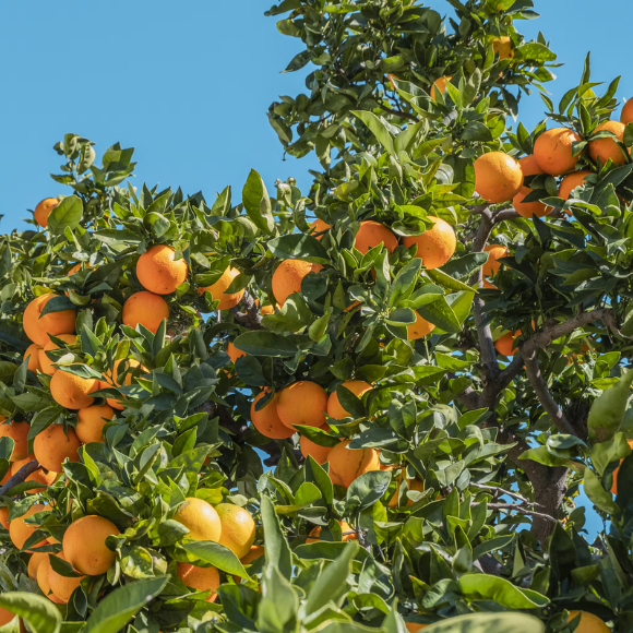 Imagem Fruto da Laranja Lima C&eacute;u