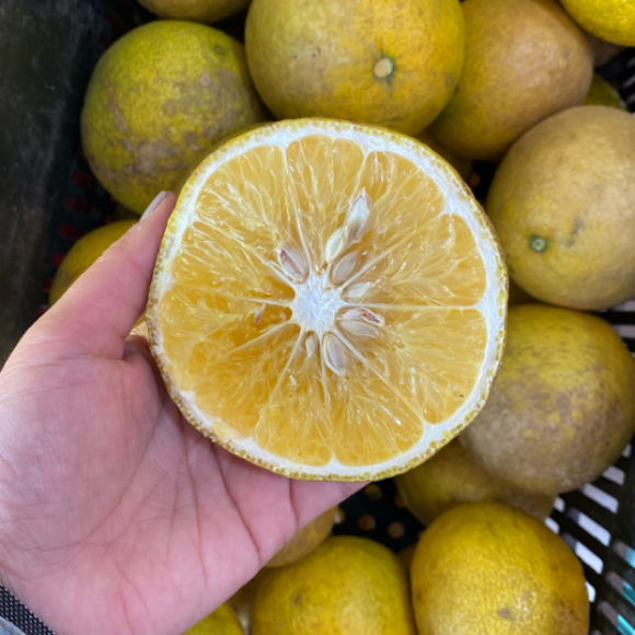Imagem Fruto da Laranja Champagne