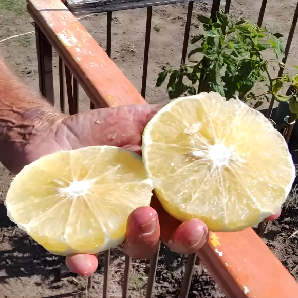 Imagem Fruto da Laranja Champagne