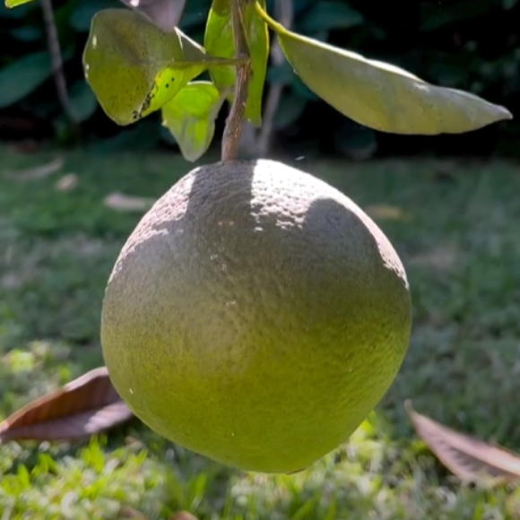 Imagem Fruto da Laranja Champagne