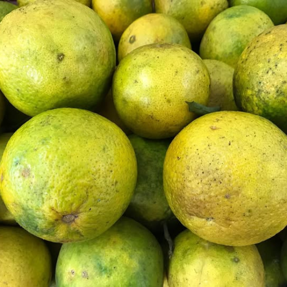 Imagem Fruto da Laranja Champagne