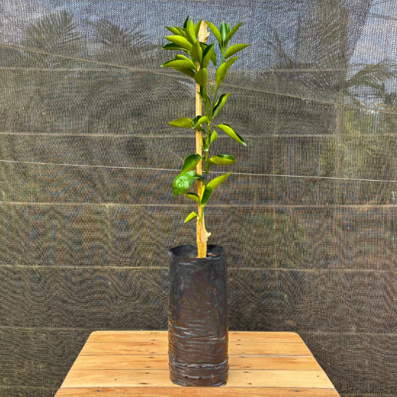 Imagem Muda da Laranja Folha Murcha