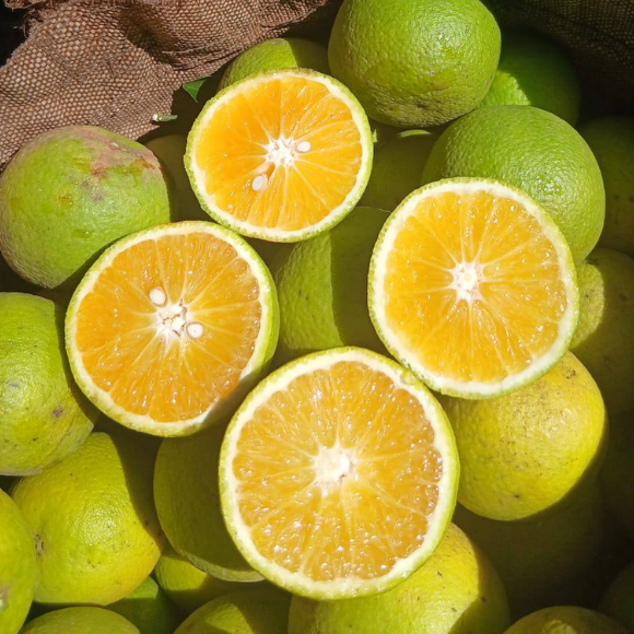 Imagem Fruto da Laranja Folha Murcha