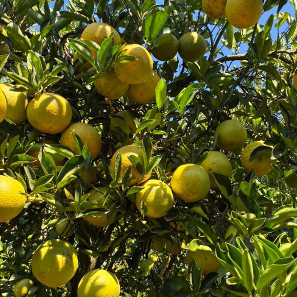 Imagem Muda de Alta Qualidade