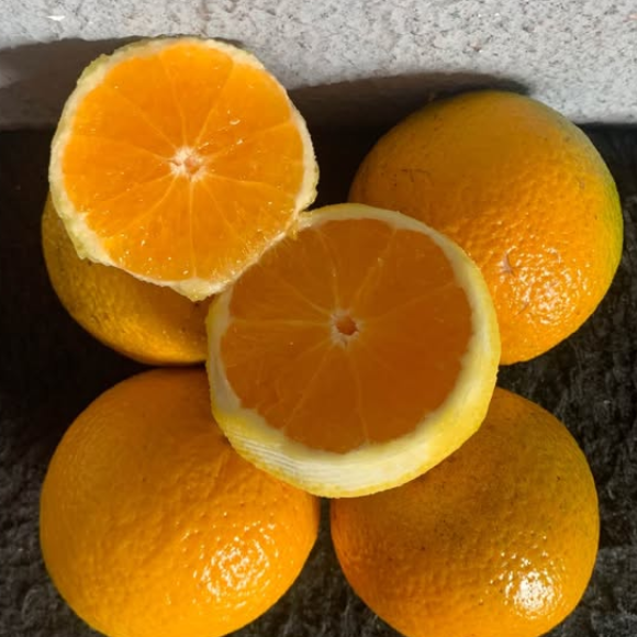 Imagem Fruto da Laranja Folha Murcha