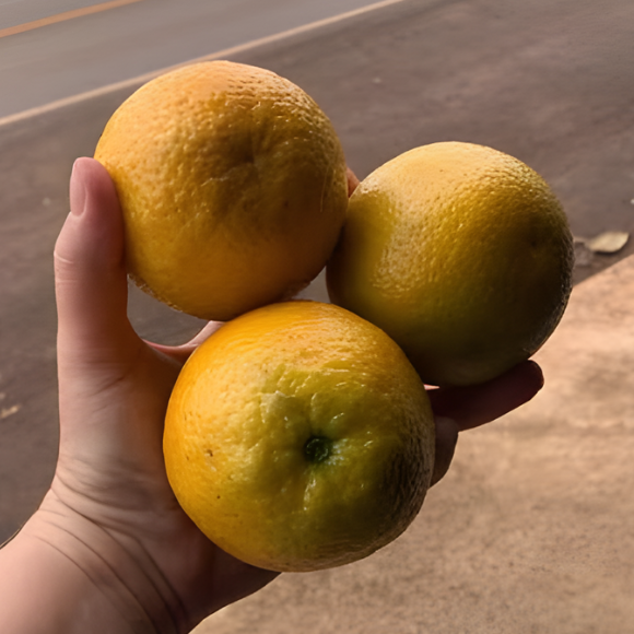 Imagem Fruto da Laranja Folha Murcha