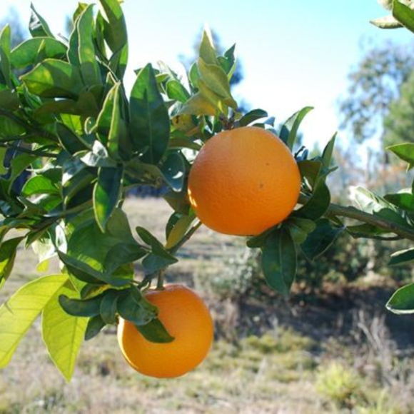 Imagem Fruto da Laranja Folha Murcha