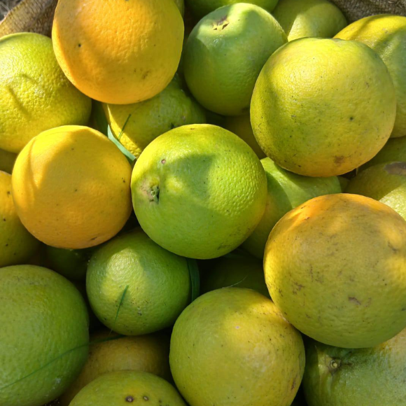 Imagem Fruto da Laranja Folha Murcha