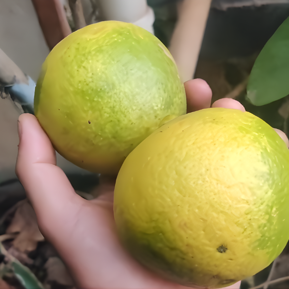 Imagem Fruto da Laranja Abacaxi