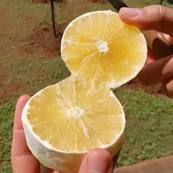 Imagem Fruto da Laranja Abacaxi