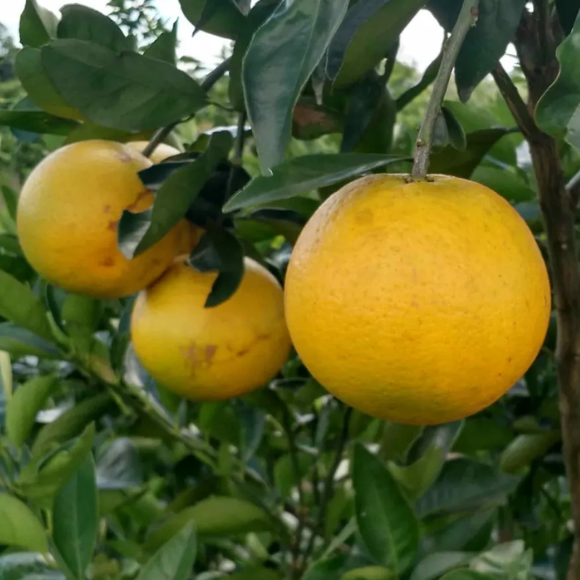 Imagem Fruto da Laranja Abacaxi