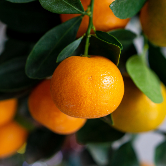 Imagem Fruto da Laranja A&ccedil;&uacute;car