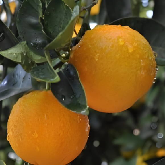 Imagem Muda da Laranja A&ccedil;&uacute;car