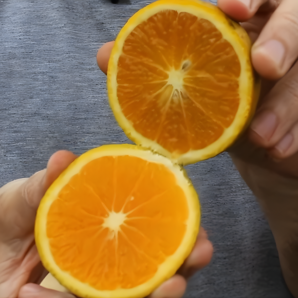 Imagem Fruto da Laranja A&ccedil;&uacute;car