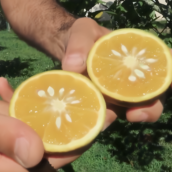 Imagem Fruto da Laranja A&ccedil;&uacute;car