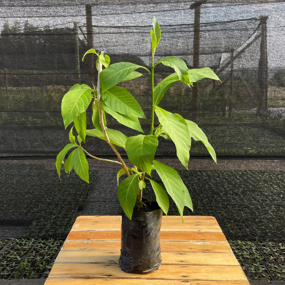 Imagem Muda da Fruta do Sabi&aacute;