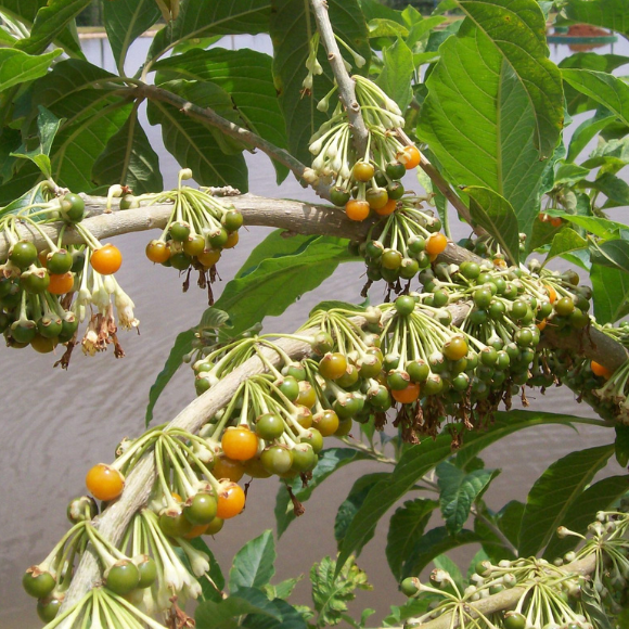 Imagem Fruto da Fruta do Sabi&aacute;