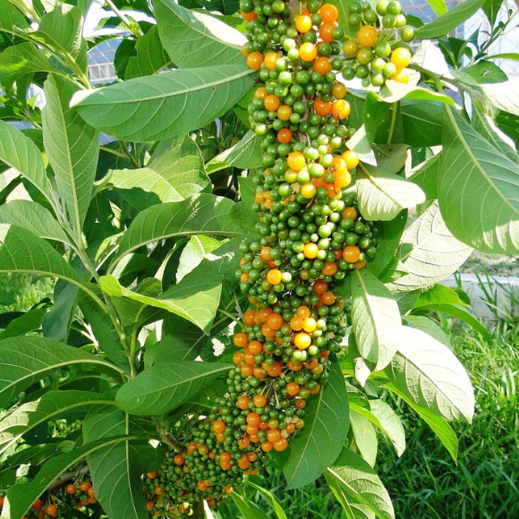 Imagem Fruto da Fruta do Sabi&aacute;