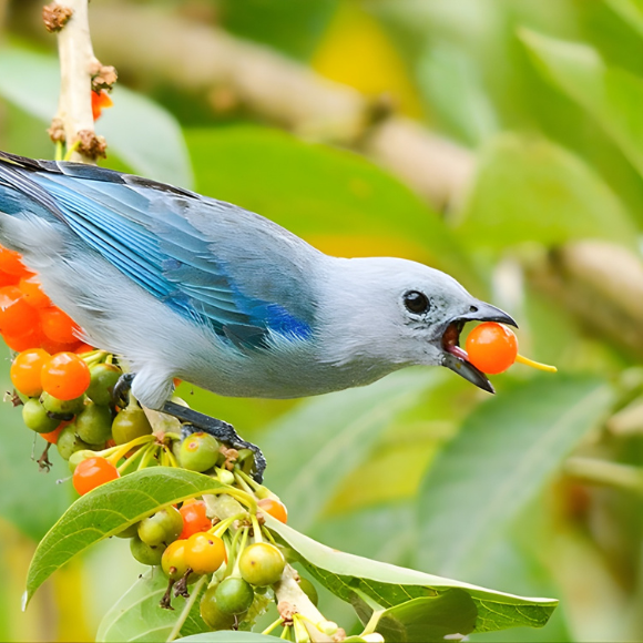 Imagem Fruto da Fruta do Sabi&aacute;