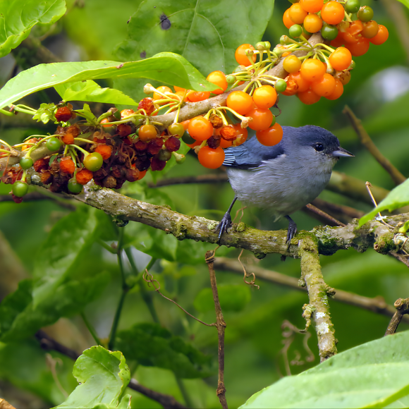Imagem Muda de Alta Qualidade