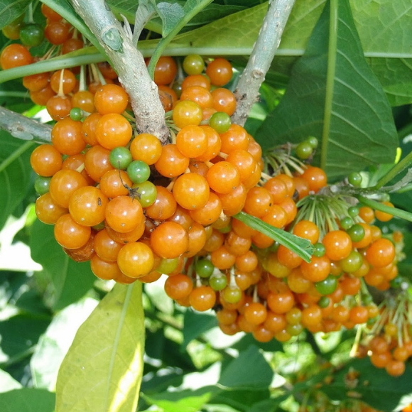 Imagem Fruto da Fruta do Sabi&aacute;