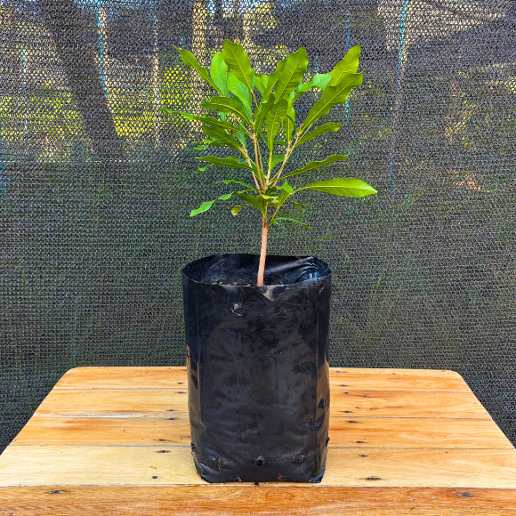 Imagem Muda da Fruta do Milagre