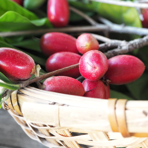 Imagem Fruto da Fruta do Milagre