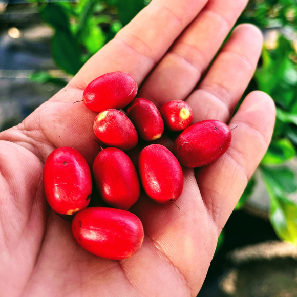 Imagem Fruto da Fruta do Milagre