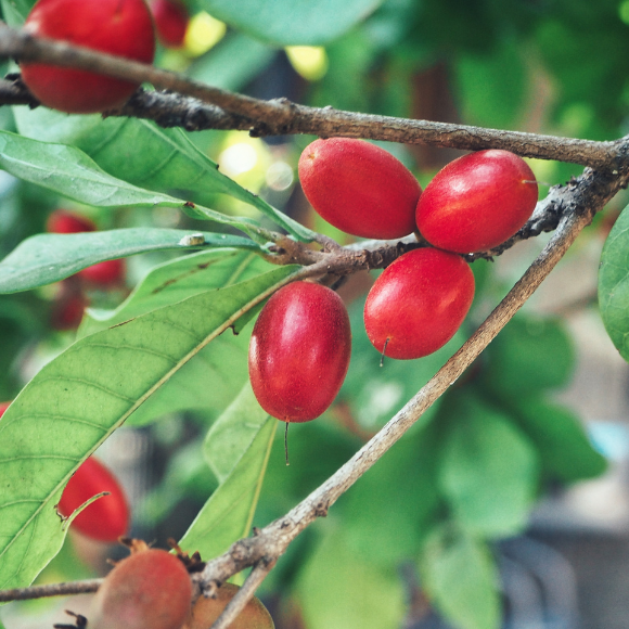 Imagem Muda de Alta Qualidade