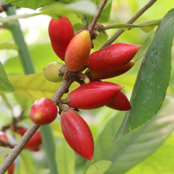 Imagem Fruto da Fruta do Milagre