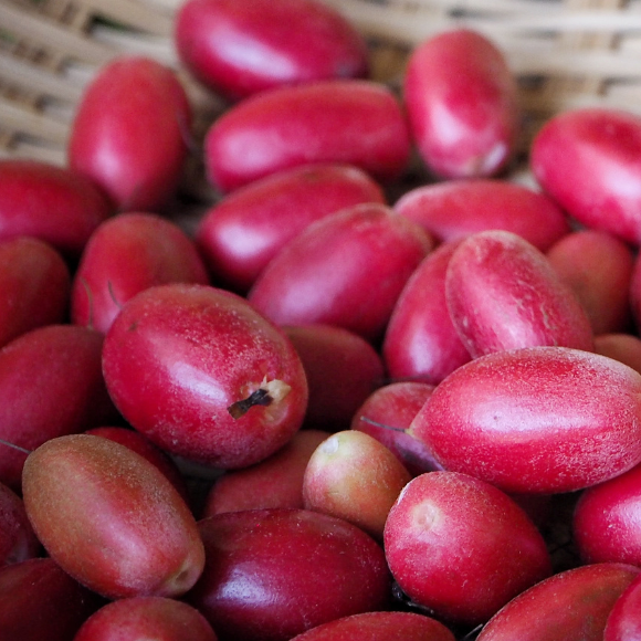 Imagem Fruto da Fruta do Milagre