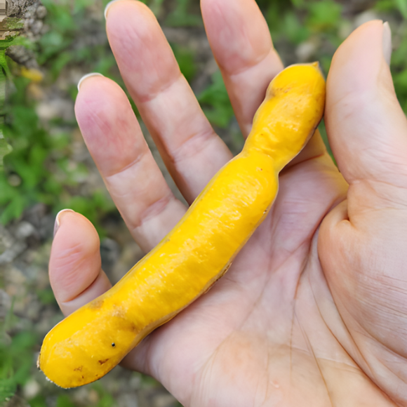 Imagem Fruto do Ing&aacute; Banana