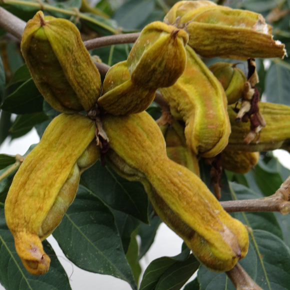 Imagem Fruto do Ing&aacute; Banana