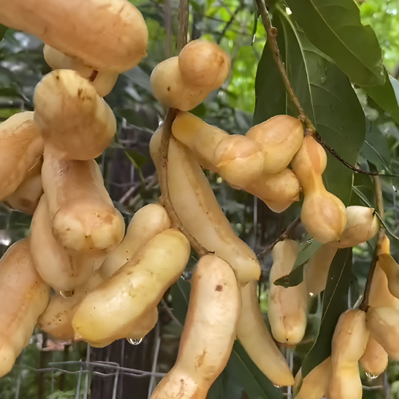 Imagem Fruto do Ing&aacute; Banana