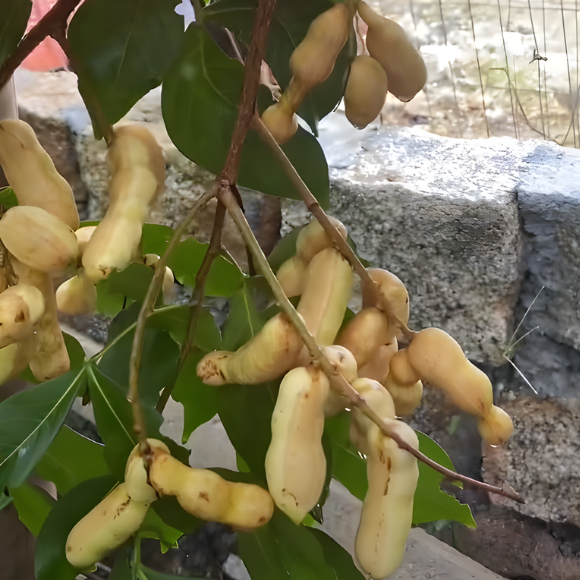 Imagem Muda de Alta Qualidade