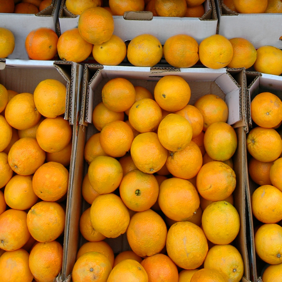 Imagem Fruto da Laranja Shamouti