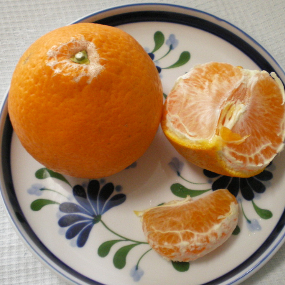 Imagem Fruto da Tangerina Kiyomi