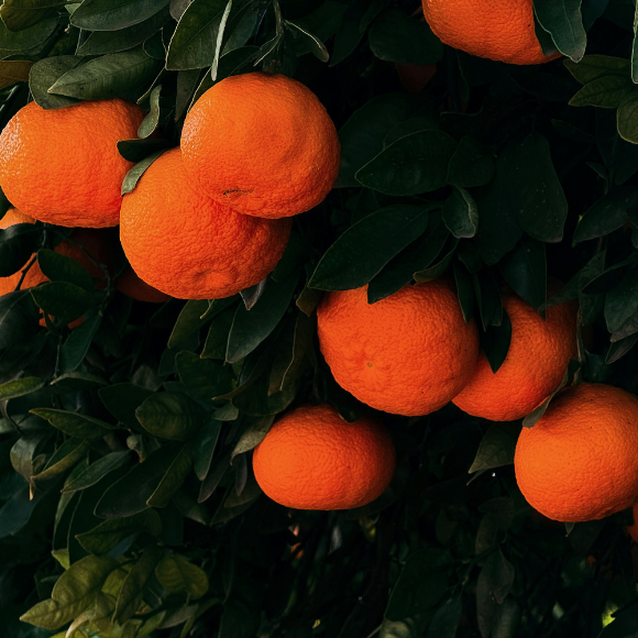 Imagem Fruto da Tangerina Kiyomi
