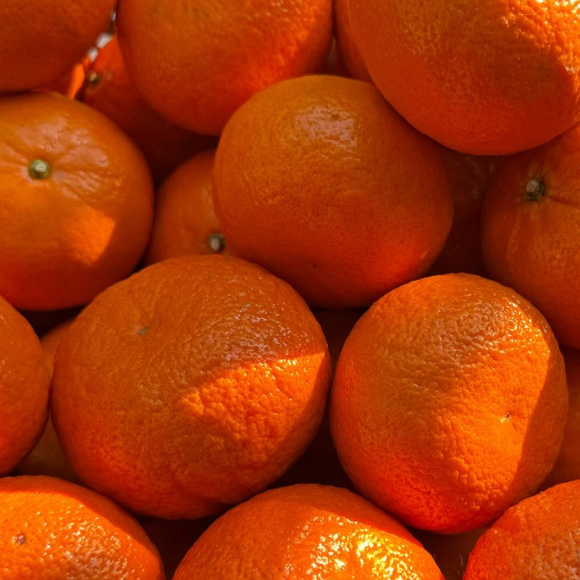 Imagem Fruto da Tangerina Kiyomi