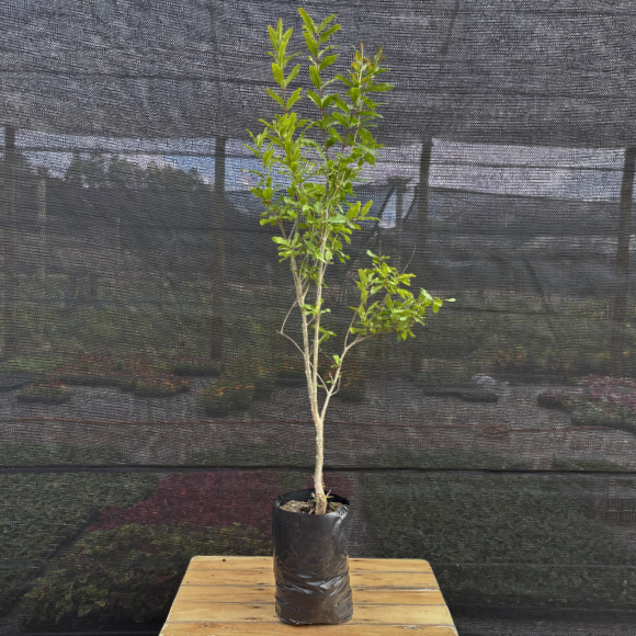 Imagem Muda da Rom&atilde; Gigante