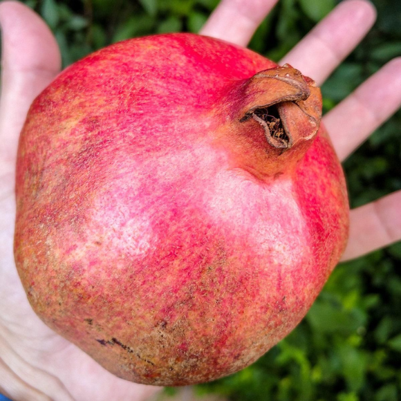 Imagem Fruto da Rom&atilde; Gigante