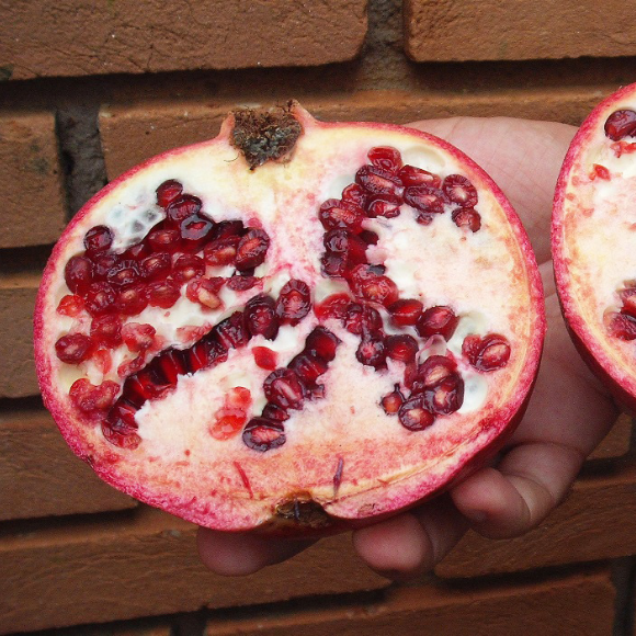 Imagem Fruto da Rom&atilde; Gigante