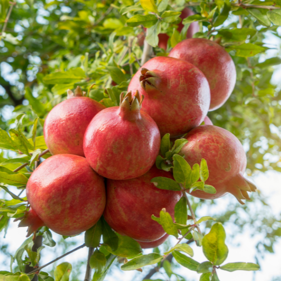 Imagem Muda de Alta Qualidade