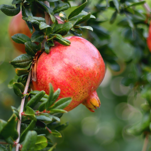 Imagem Fruto da Rom&atilde; Gigante