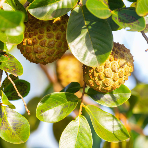 Imagem Muda de Alta Qualidade