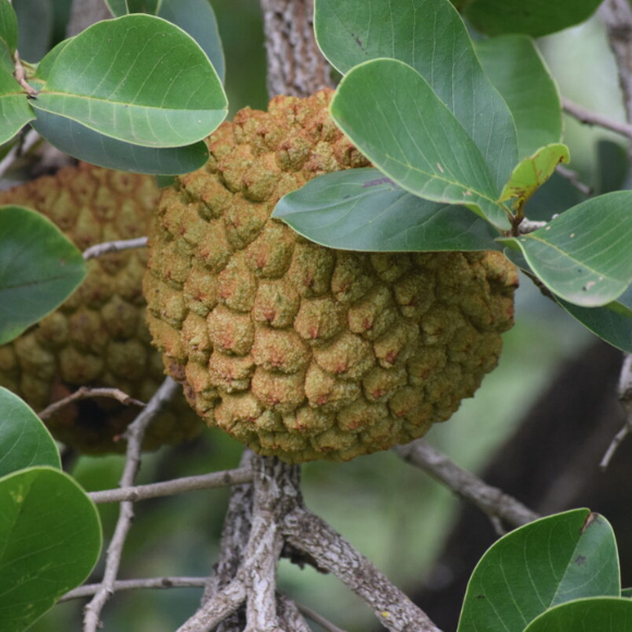 Imagem Fruto do Araticum