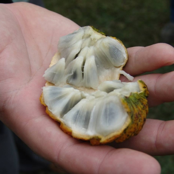 Imagem Fruto do Araticum