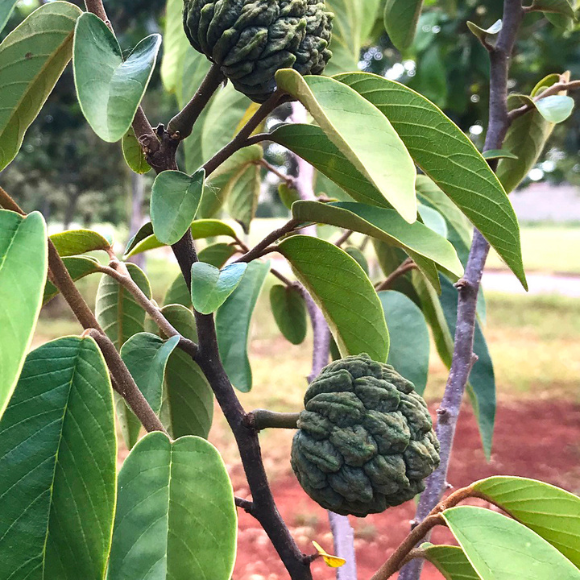 Imagem Fruto do Araticum